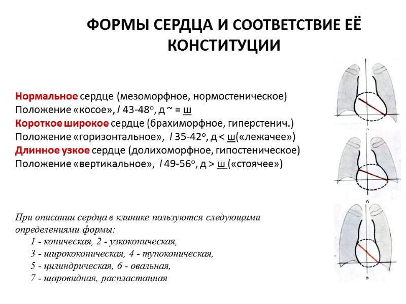 ФОРМЫ СЕРДЦА И СООТВЕТСТВИЕ ЕЁ КОНСТИТУЦИИ Нормальное сердце (мезоморфное, нормостеническое) Положение «косое», l 43-48о,